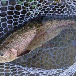 暑いけど釣れる ～フィッシングパーク高島の泉～